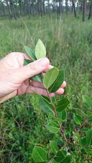 Large gallberry(Ilex coriacea)