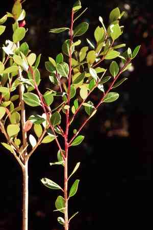 Large gallberry(Ilex coriacea)