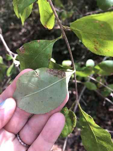 Possumhaw(Ilex decidua)