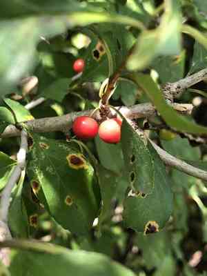 Possumhaw(Ilex decidua)