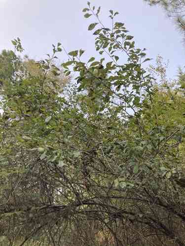 Possumhaw(Ilex decidua)