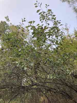 Possumhaw(Ilex decidua)