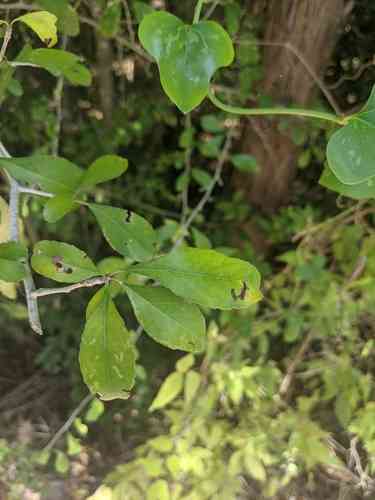 Possumhaw(Ilex decidua)