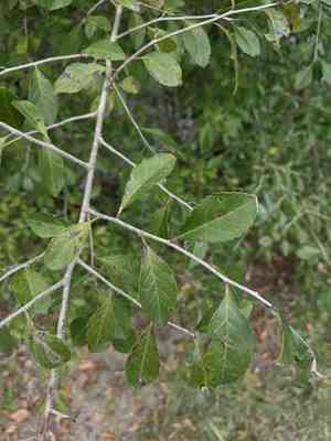Possumhaw(Ilex decidua)