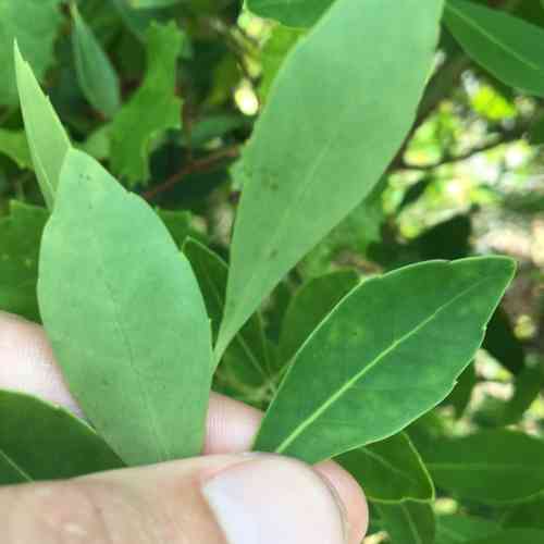 Inkberry(Ilex glabra)