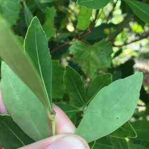 Inkberry(Ilex glabra)