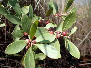 Inkberry(Ilex glabra)