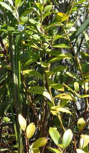 Inkberry(Ilex glabra)