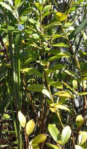 Inkberry(Ilex glabra)