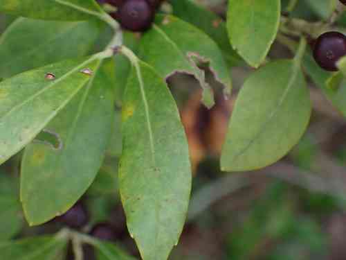 Inkberry(Ilex glabra)