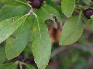 Inkberry(Ilex glabra)