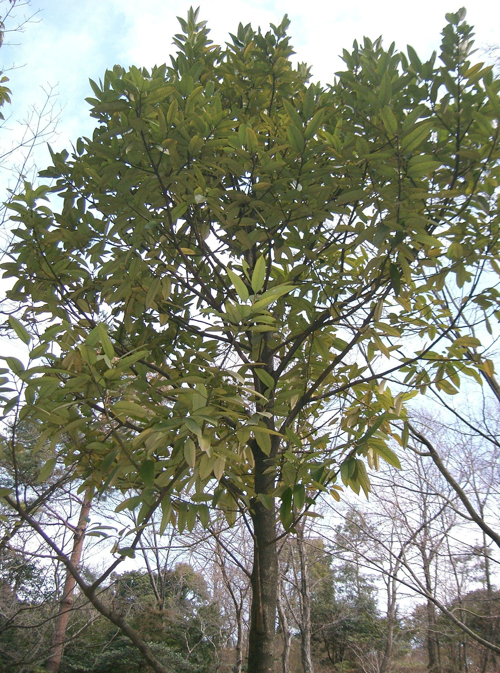 Lusterleaf holly