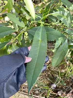 Lusterleaf holly(Ilex latifolia)