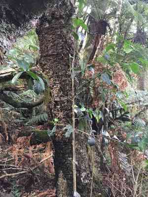Mate(Ilex paraguariensis)