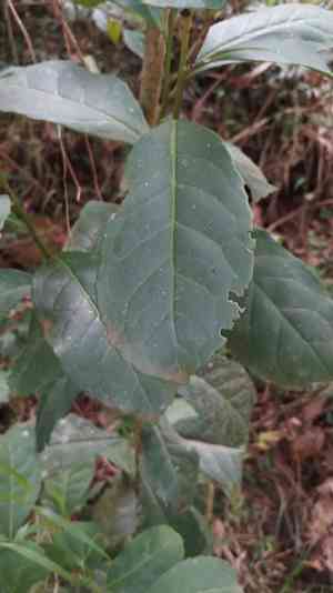 Mate(Ilex paraguariensis)