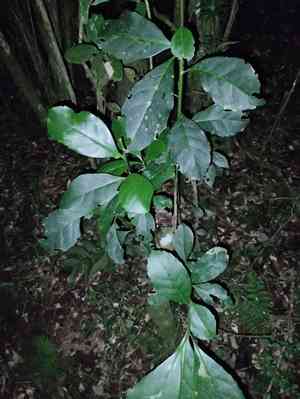 Mate(Ilex paraguariensis)
