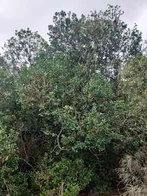 Mate(Ilex paraguariensis)