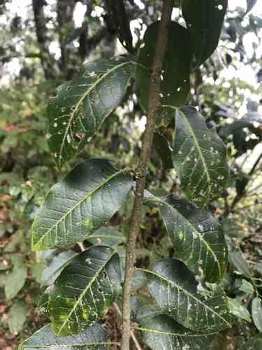 Long-stalk holly(Ilex pedunculosa)