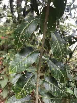 Long-stalk holly(Ilex pedunculosa)