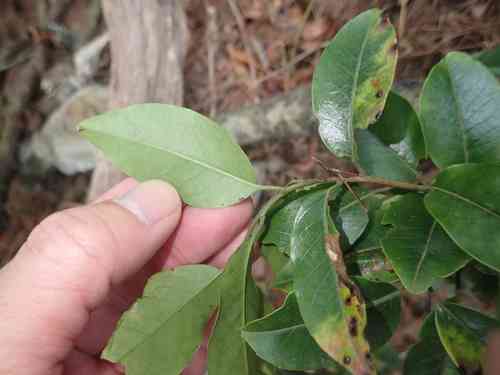 Long-stalk holly(Ilex pedunculosa)