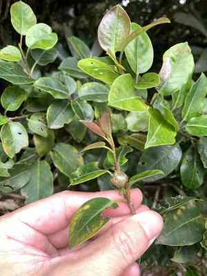 Long-stalk holly(Ilex pedunculosa)