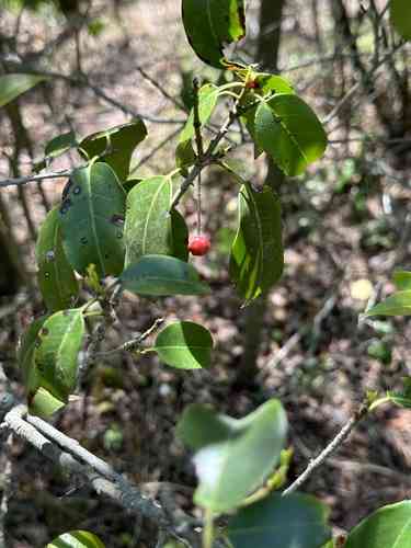 Long-stalk holly(Ilex pedunculosa)