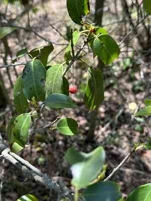 Long-stalk holly(Ilex pedunculosa)