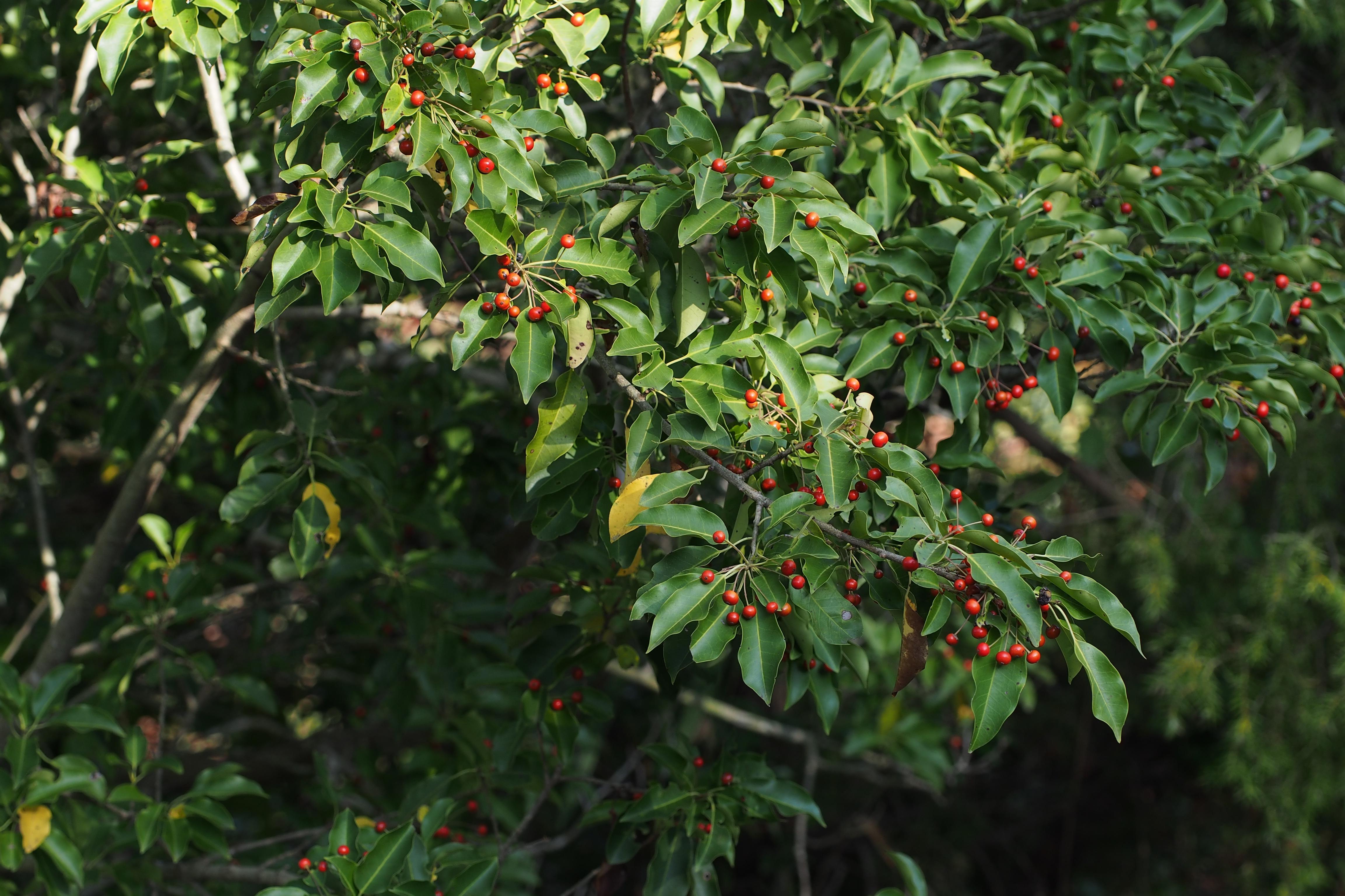 Long-stalk holly