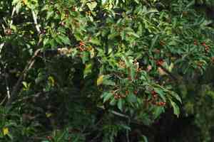 Long-stalk holly(Ilex pedunculosa)