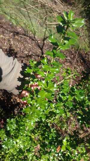Perny's holly(Ilex pernyi)