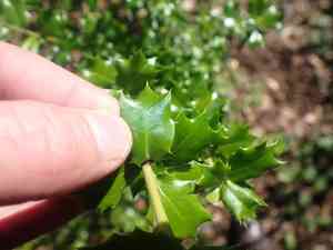 Perny's holly(Ilex pernyi)