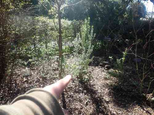 Perny's holly(Ilex pernyi)