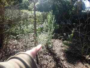 Perny's holly(Ilex pernyi)