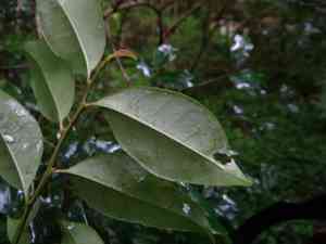 Kurogane holly(Ilex rotunda)