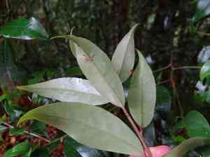Kurogane holly(Ilex rotunda)