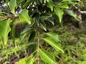 Kurogane holly(Ilex rotunda)