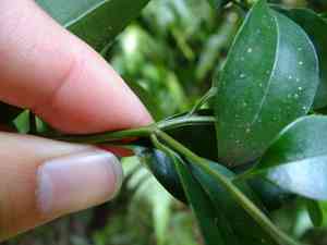 Kurogane holly(Ilex rotunda)
