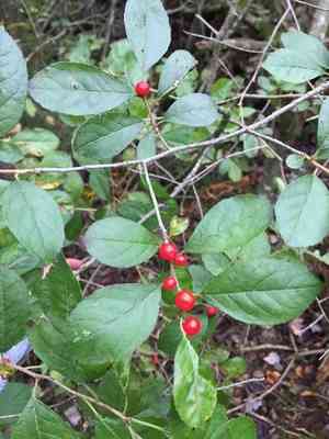 Common winterberry(Ilex verticillata)