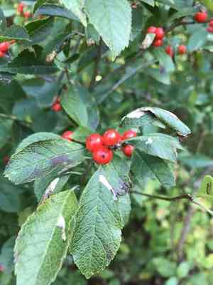 Common winterberry(Ilex verticillata)