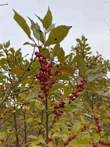 Common winterberry(Ilex verticillata)