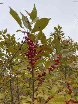 Common winterberry(Ilex verticillata)