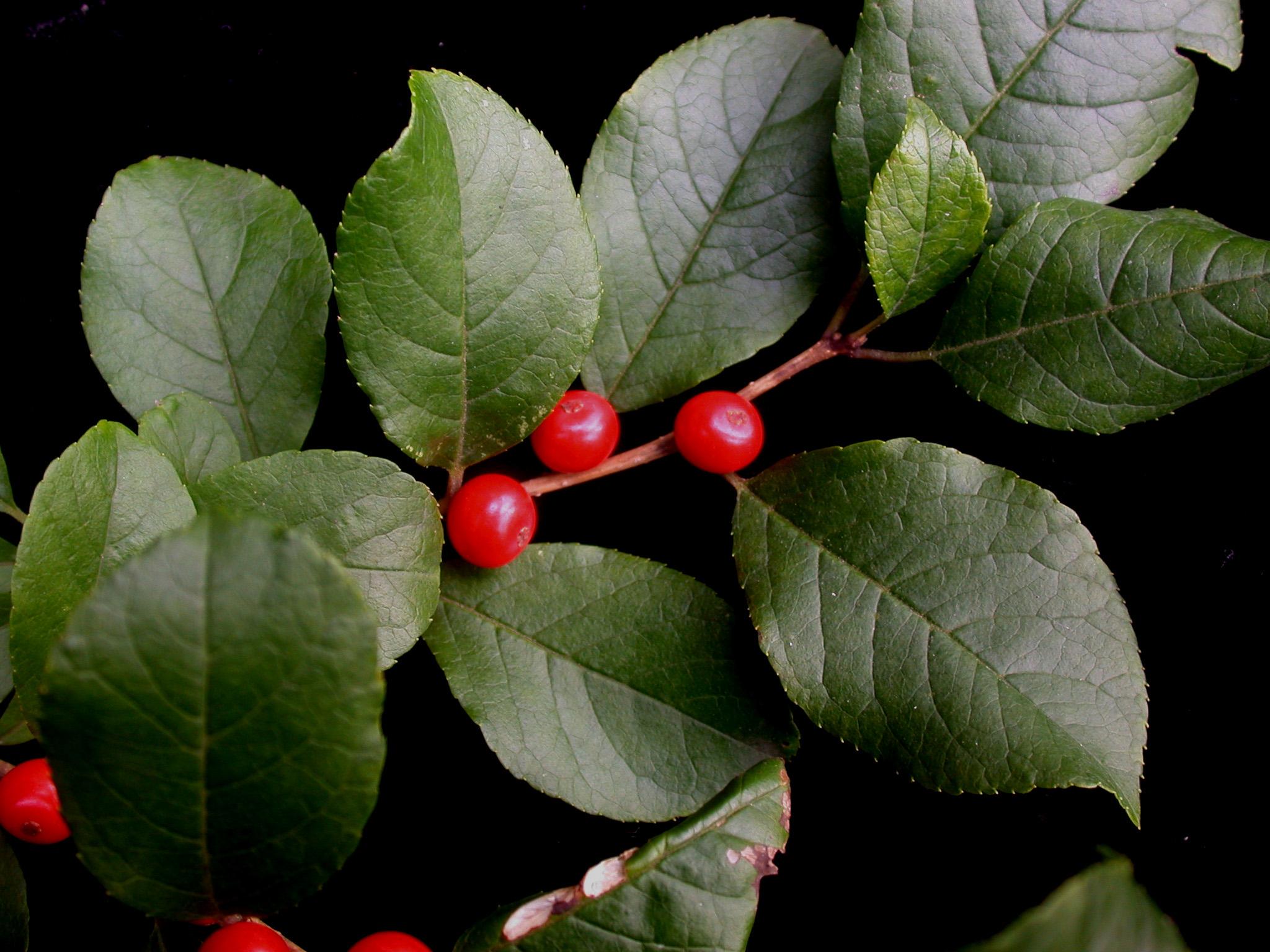 Common winterberry