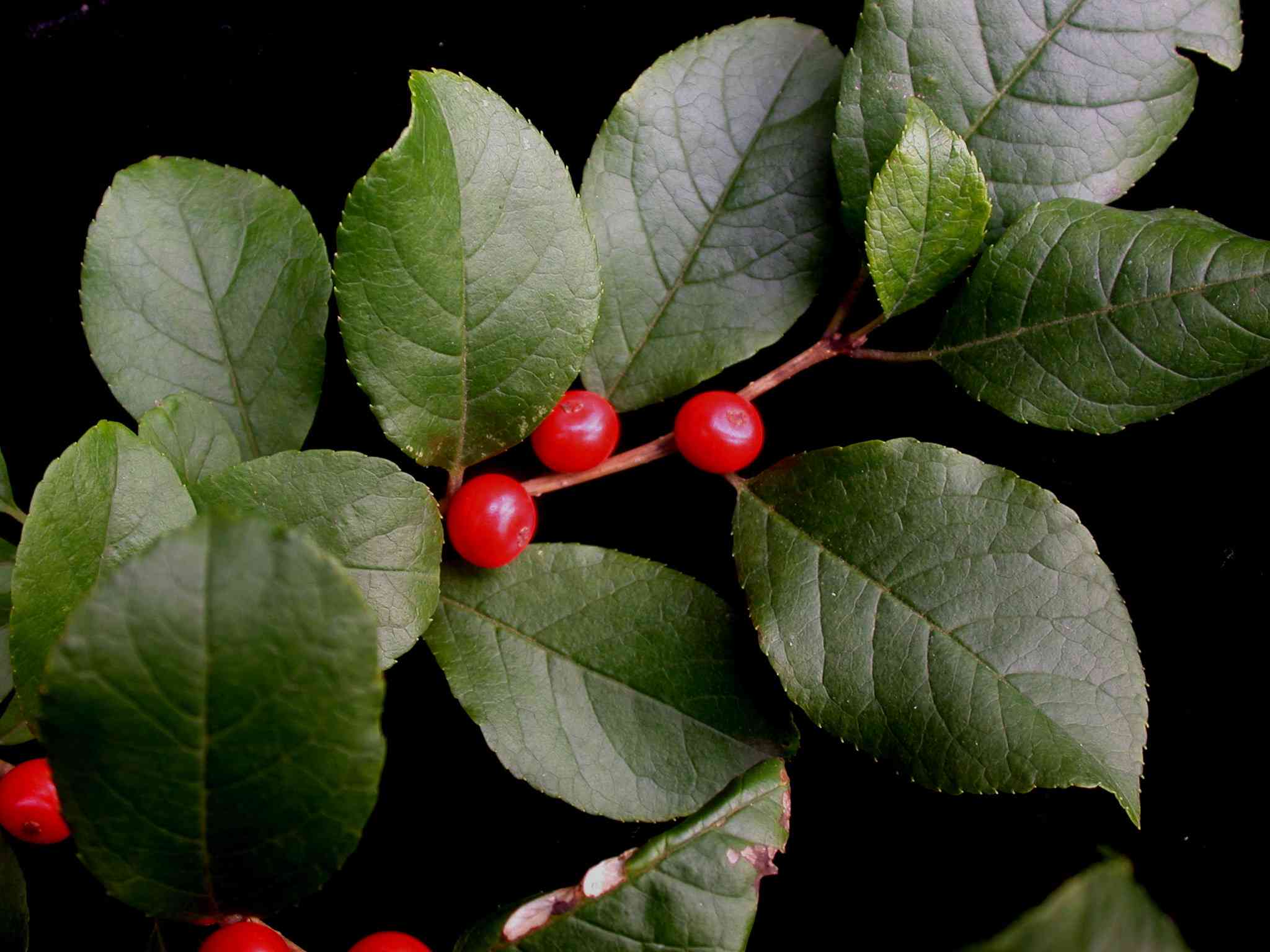 Common winterberry(Ilex verticillata)
