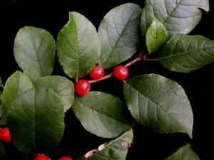 Common winterberry(Ilex verticillata)