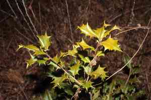Ilex (Ilex)(Ilex)