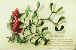 Ilex (Ilex)(Ilex)