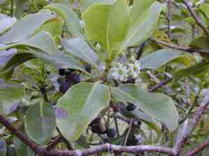 Ilex (Ilex)(Ilex)