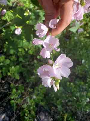 Streambank wild hollyhock(Iliamna rivularis)