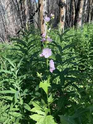 Streambank wild hollyhock(Iliamna rivularis)