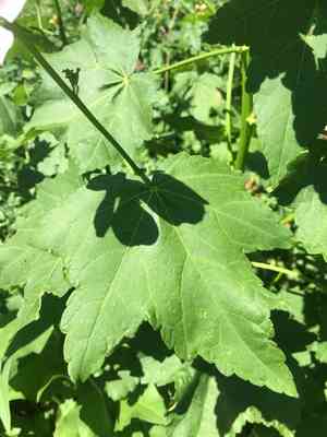 Streambank wild hollyhock(Iliamna rivularis)